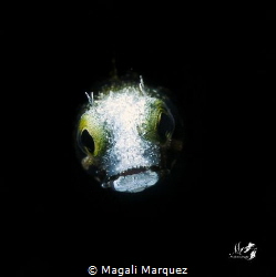 Spinyhead blenny with Retra snoot 
F20.0 1/250 ISO100 
... by Magali Marquez 